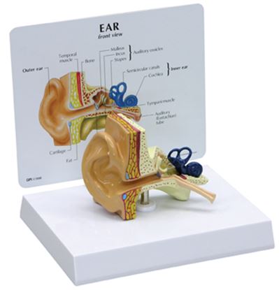 Picture of COMPACT EAR MODEL MINIATURE